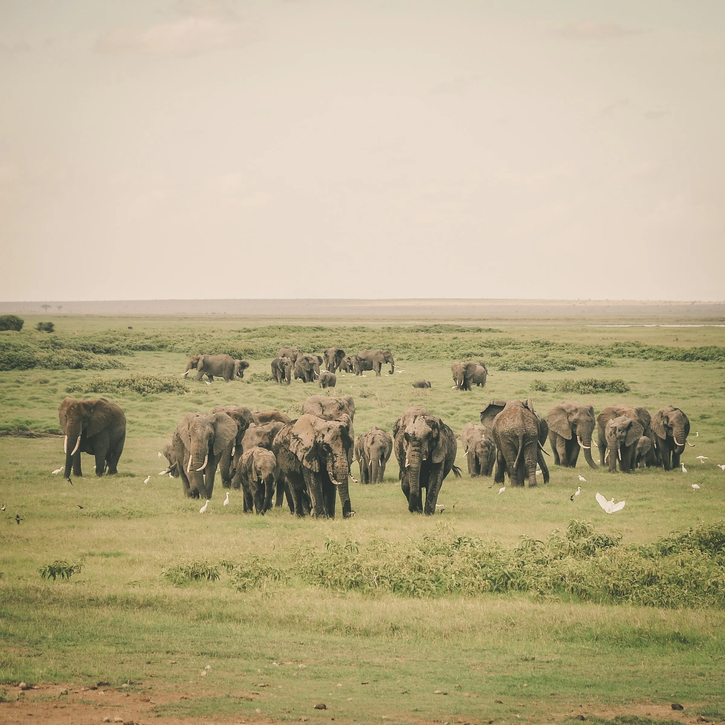 Elephant herd grazing on the Amboseli plains