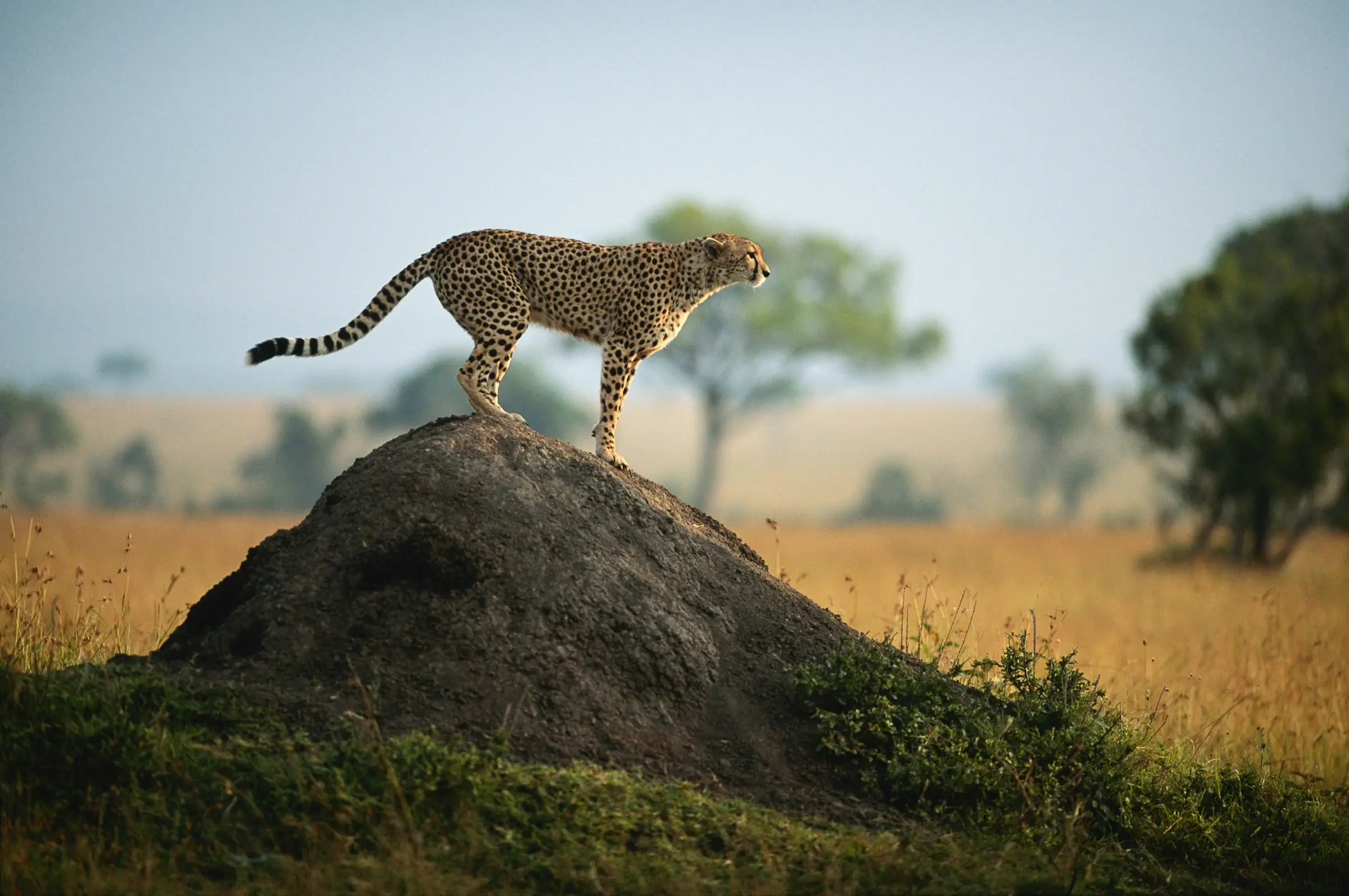Cheetah surveying the Mara from a termite mound