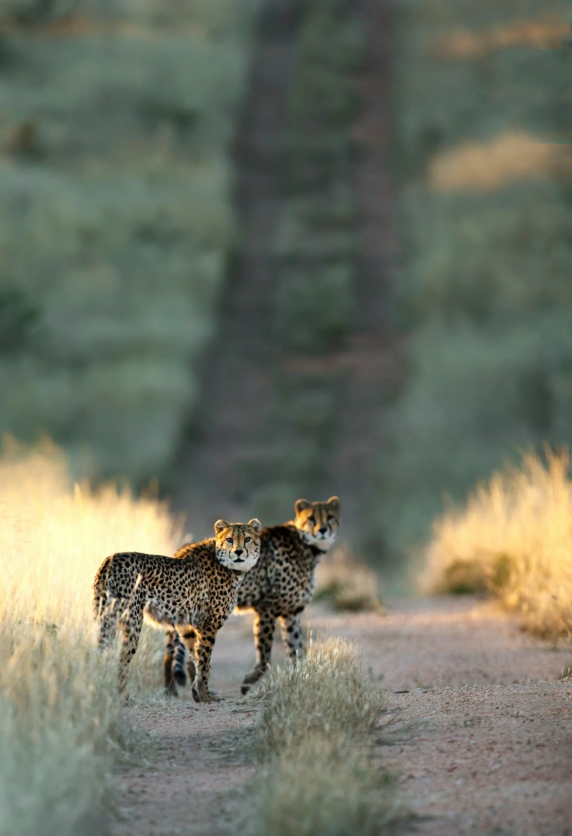 Pair of cheetahs walking a Mara track at sunset
