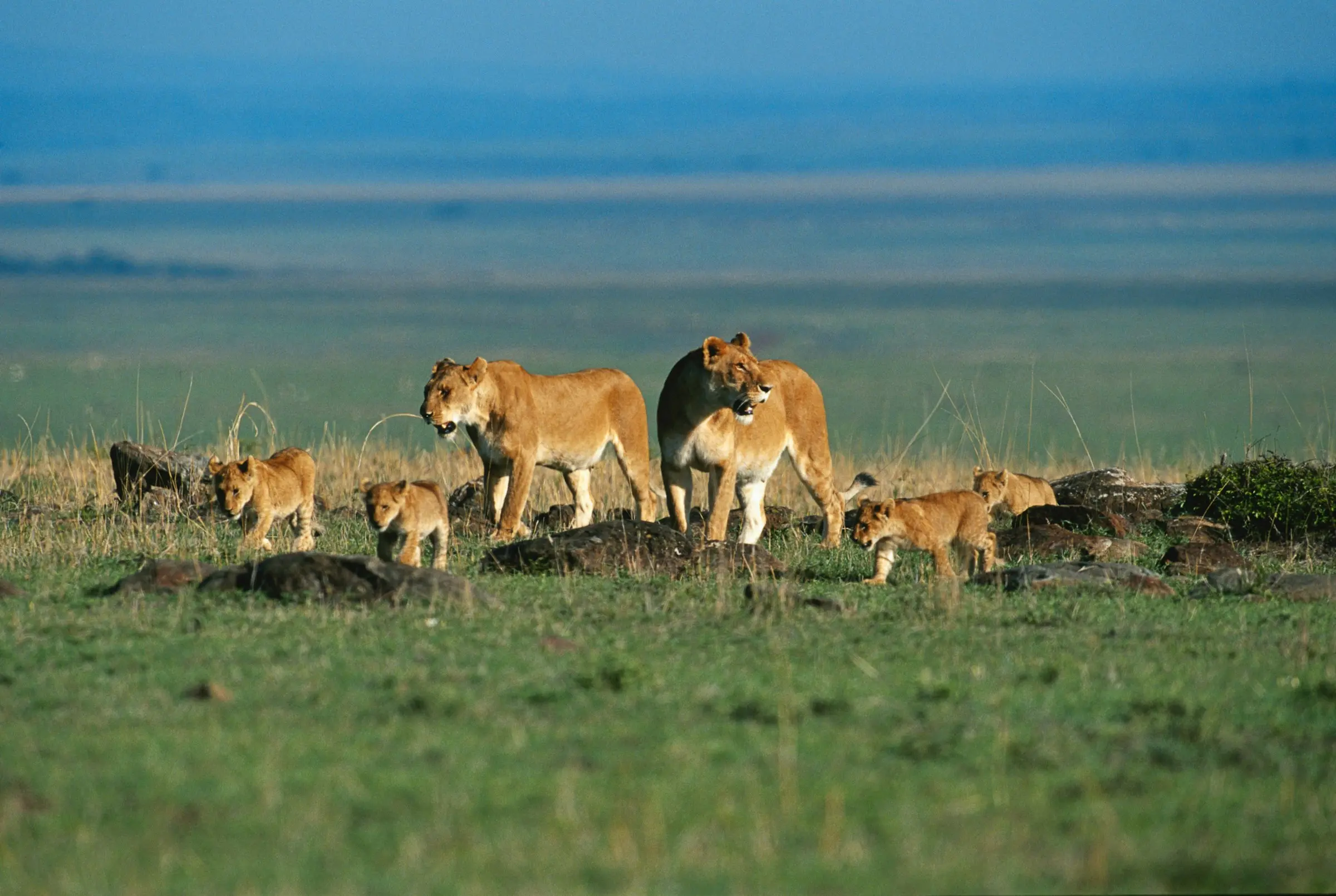 Lion pride with cubs walking the Maasai Mara plains at sunset