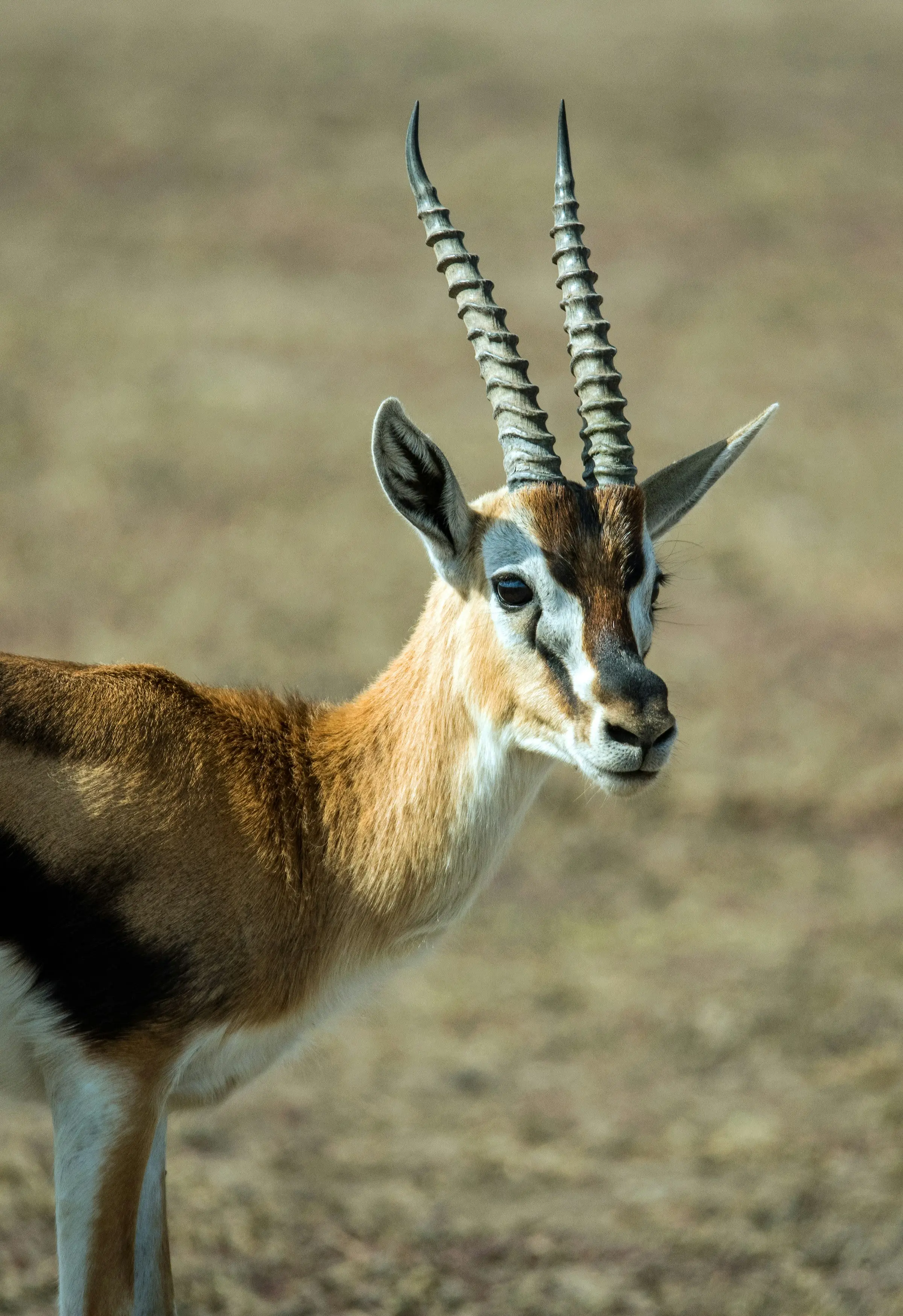 Wildlife in the Masai Mara: Beyond the Big Five