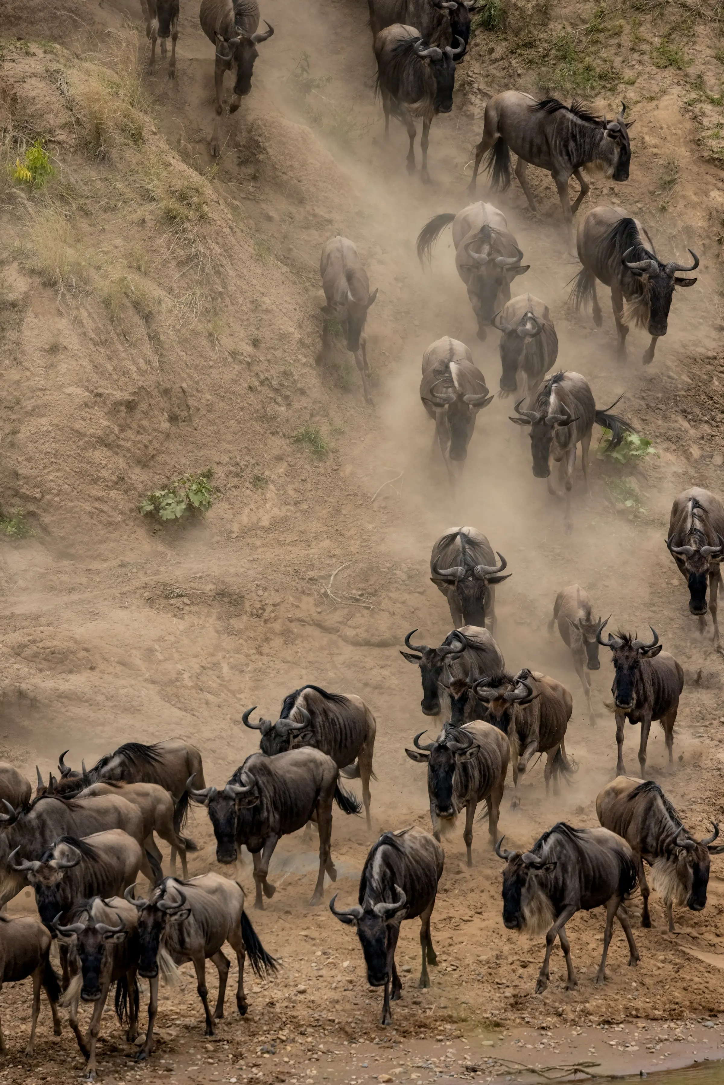 Wildebeest descending a riverbank in dust