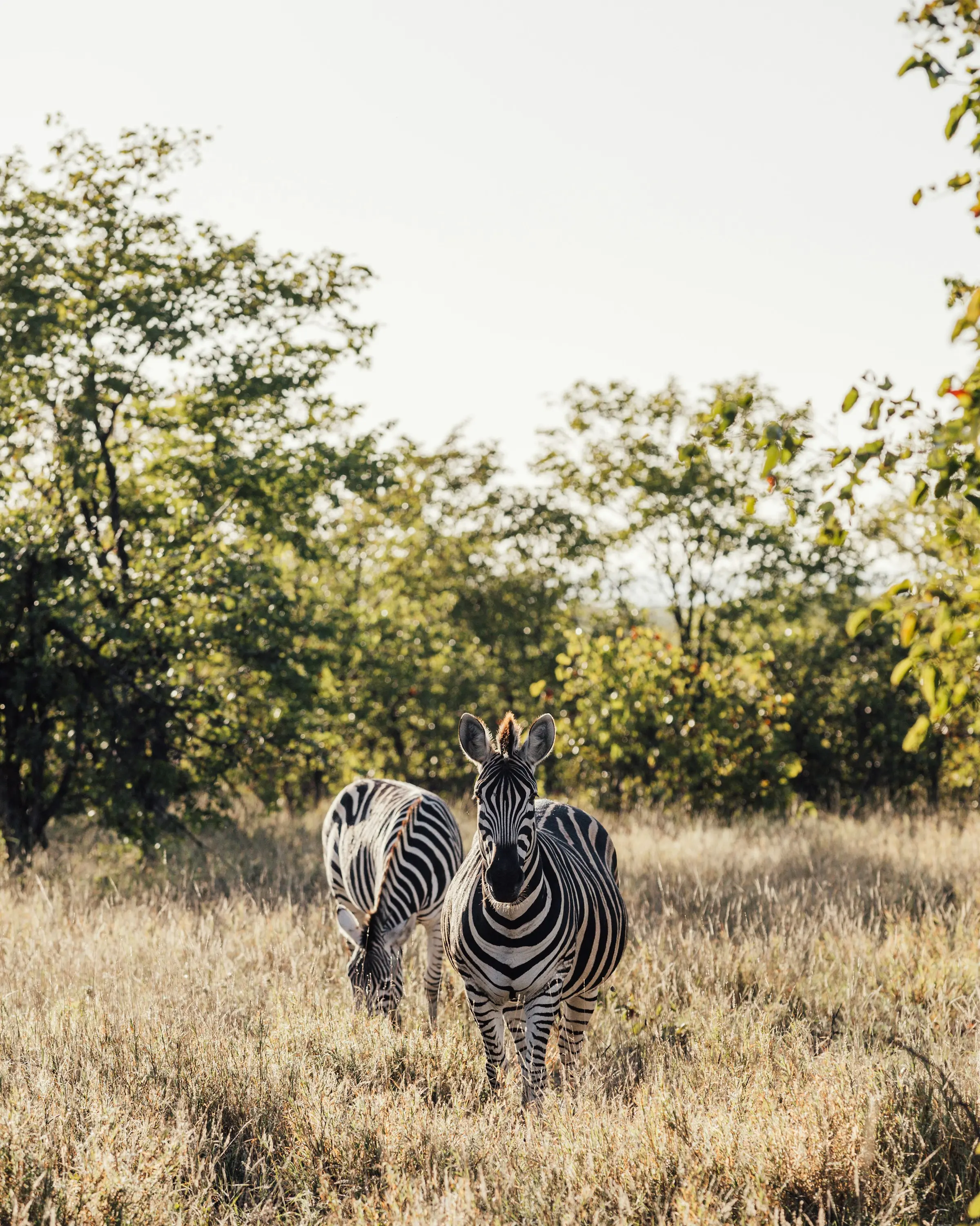 Masai Mara National Reserve: A Destination Overview