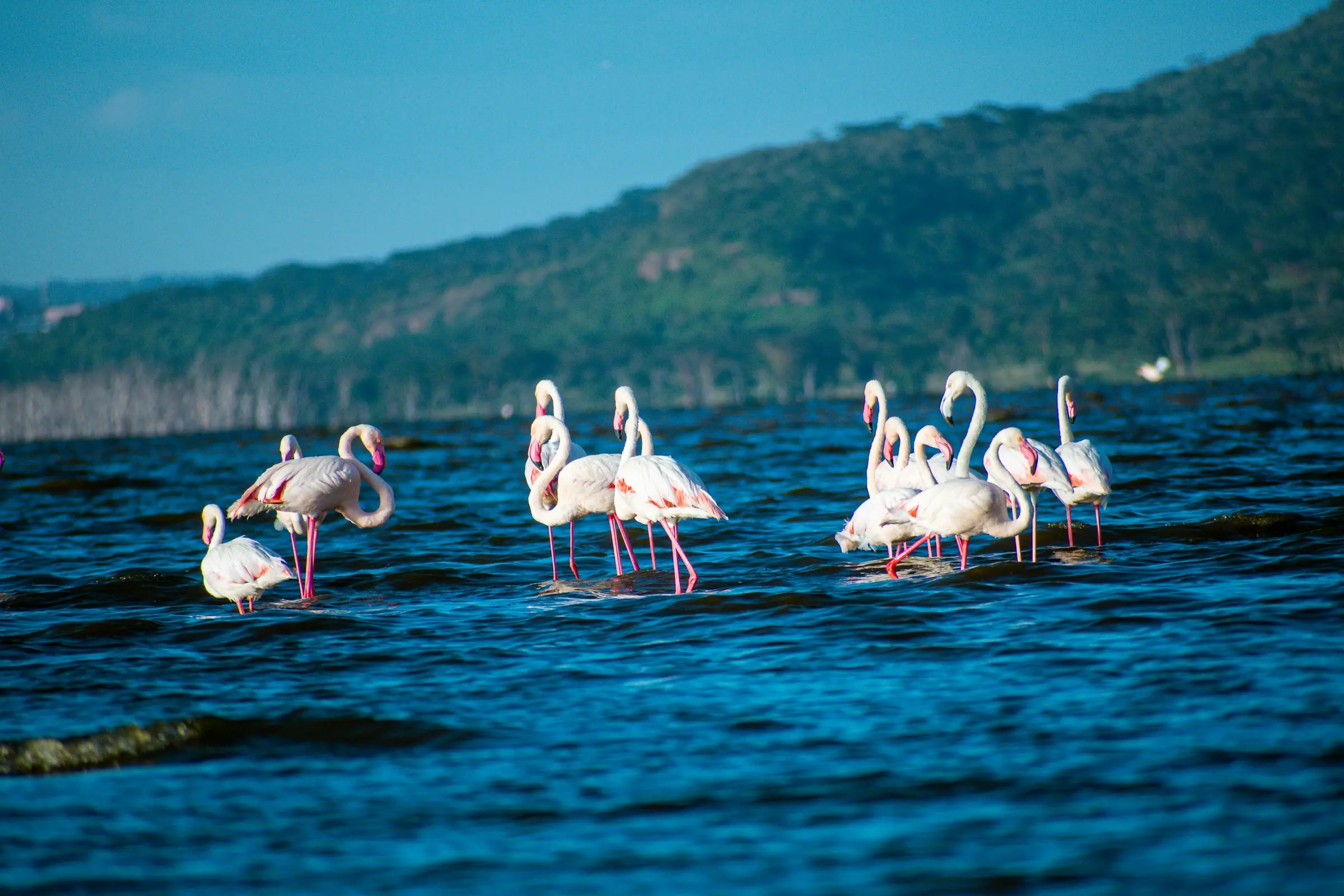 Lake Nakuru in Kenya