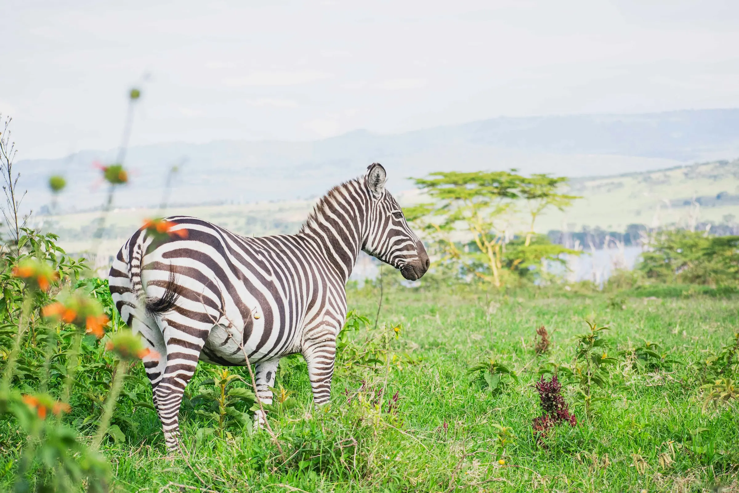 Plains zebra in Lake Nakuru's flowering grassland