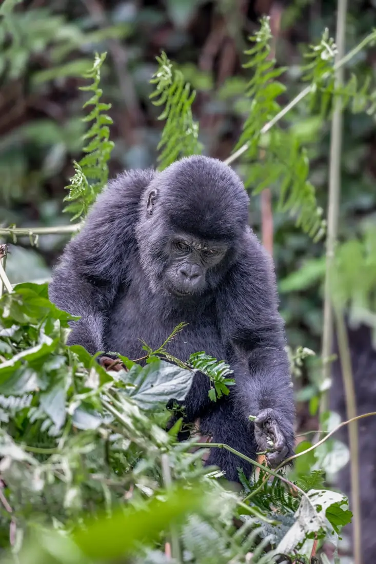 Uganda wildlife scene
