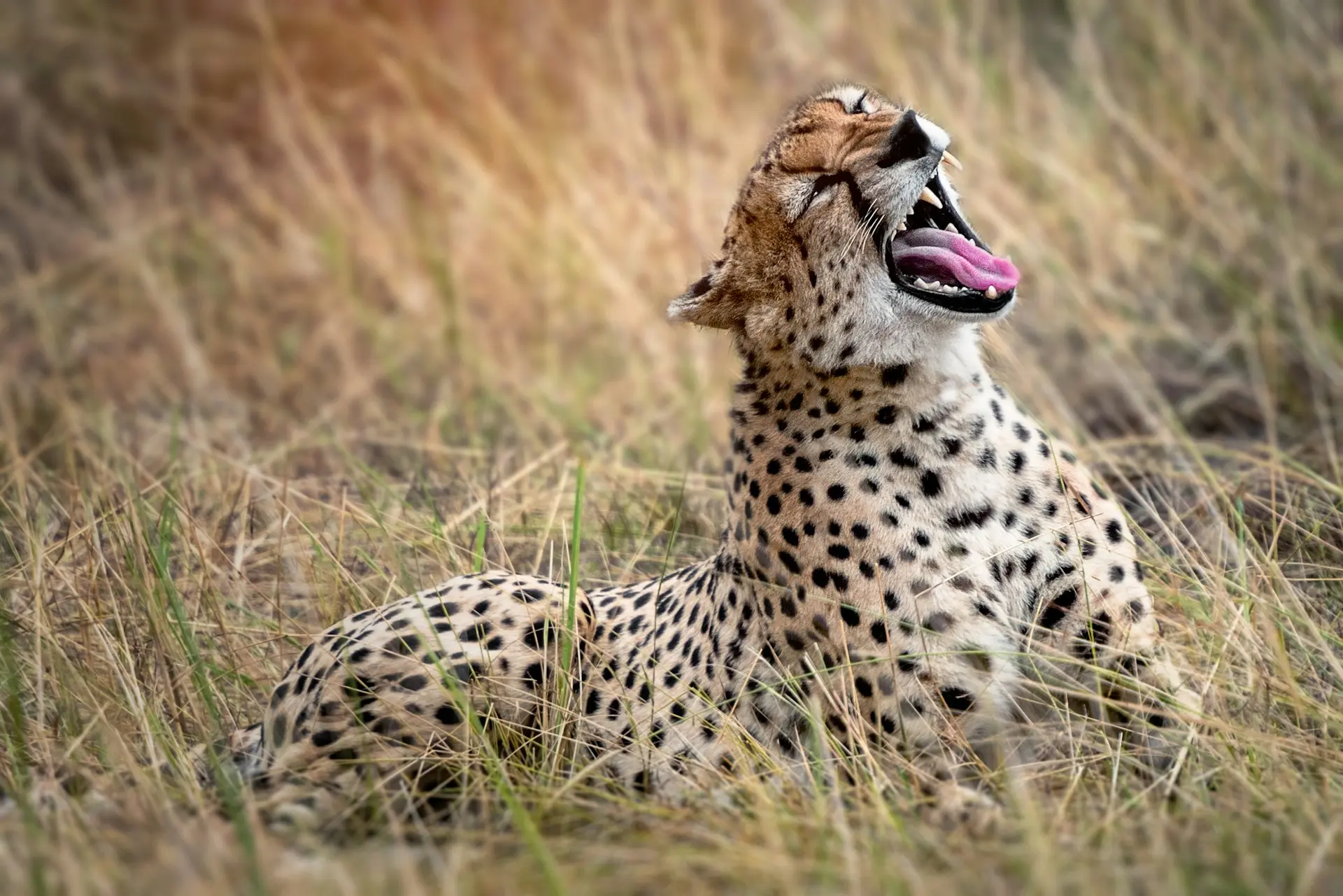 Big Cat Photography Expedition safari highlight