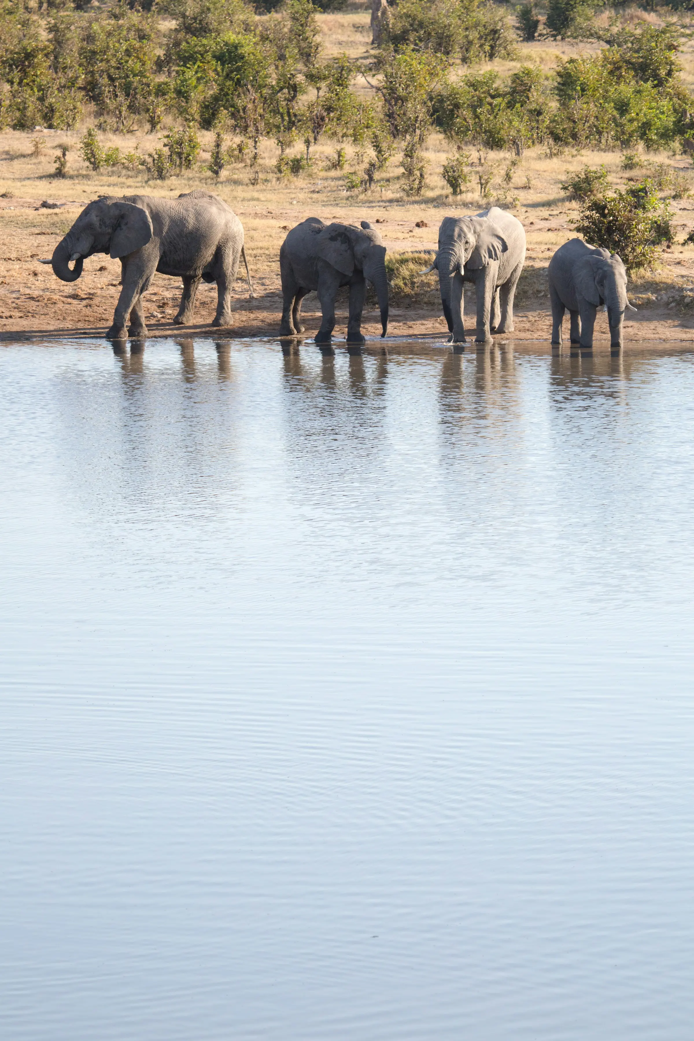 Elephants gathered at a Serengeti waterhole